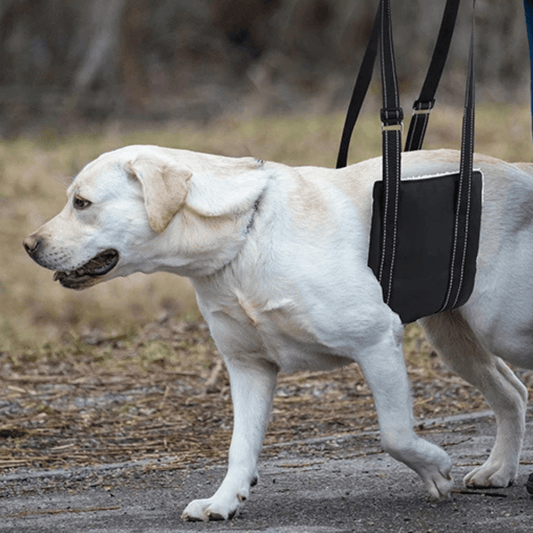 Köpekler için Kaldırma Askısı - Hareketlilik Desteği